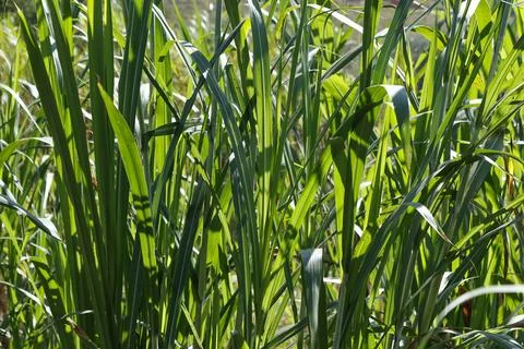 Green coloniao grass panicum maximum forage plant for cattle feeding and na.. Stock Photos