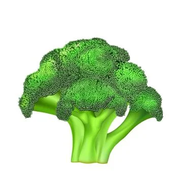 Green color broccoli Stock Illustration