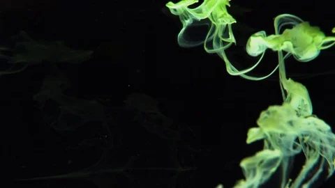Green color bubble on black background Video stock 76911074