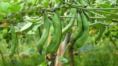 Green color hyacinth bean vegetable hanging Stock Footage 341967635