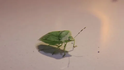 A green color insect Stock Footage 148148215