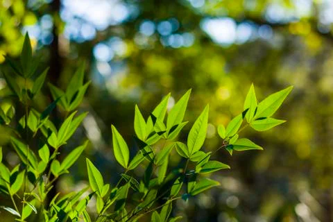 Green color leave macro and close-up during sunlight, nature background Stock Photos