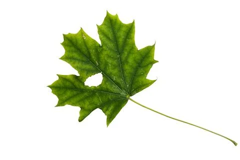 Green Color Maple Leaf with Texture isolated on White Background. Stock Photos