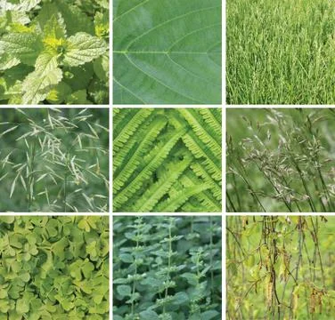 Green color samples collage. Summer  background. Square. Stock Photos