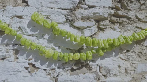 Green colored aromatic pepper ripen hanging on rope Stock Footage 248251314