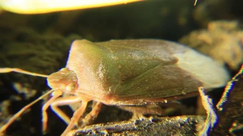 Green colored of bug Stock Footage 83774818