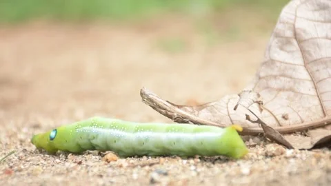 Green Colored Caterpillar in motion, larval moving in the ground Stock Footage 143756177