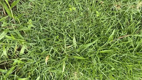 Green colored grass Foto stock