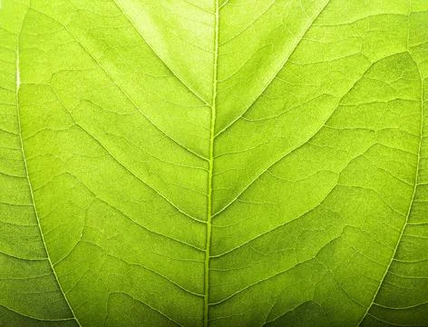 Green colored leaf texture pattern photo. Stock Photos
