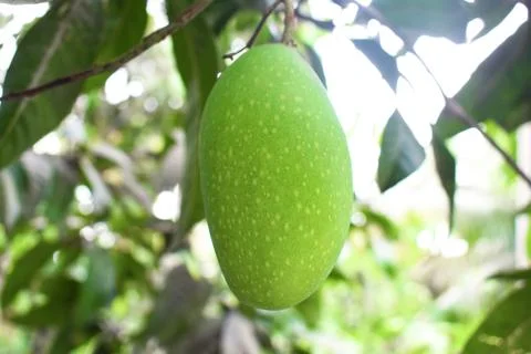 Green colored mango fruit hanging from a big mango tree in the wild nature Stock Photos