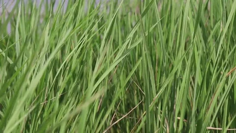Green colored paddy tree footage Stock Footage 149856609