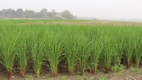 Green colored paddy tree footage Stock Footage 149856627