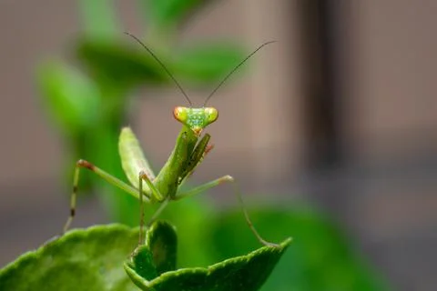 Green colored Praying mantis on the edge of plant leaf and looking front. Stock Photos
