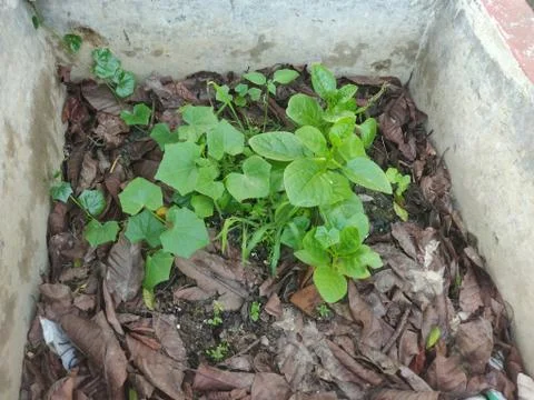 Green colored small vegetable leaf planted in the middle of a wall on fresh s Foto stock