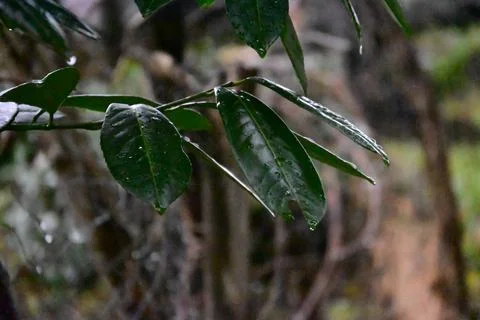 Green colored tea tree leaf close-up from magnificent nature Stock Photos