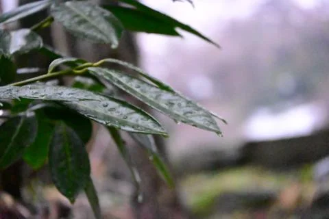 Green colored tea tree leaf close-up from magnificent nature Stock Photos