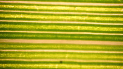 Green colored vegetable. Close up view under the microscope Stock Footage 300185937