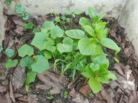 Green colored vegetable leaf planted in the middle of a wall on fresh soil Stock Photos