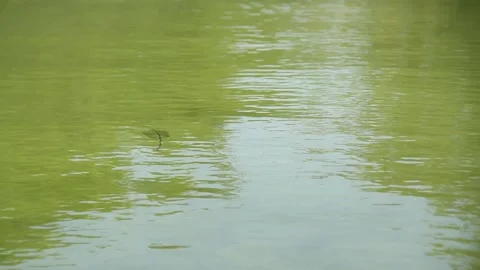 Green Colored Water Stock Footage