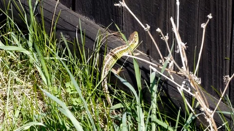 Green colorful lizard Stock Footage 88772612