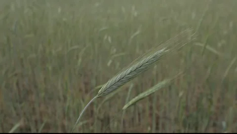 Green coloss Stockbeeldmateriaal 993640