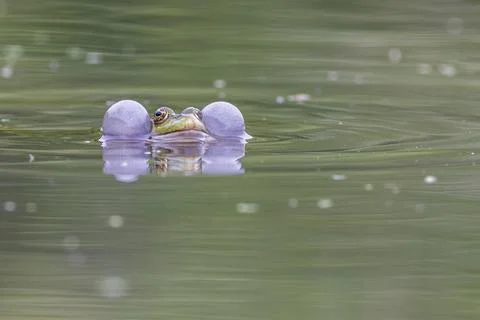 Green in colour, it is much larger than the UK's Common frog, reaching a maximum Stock Photos