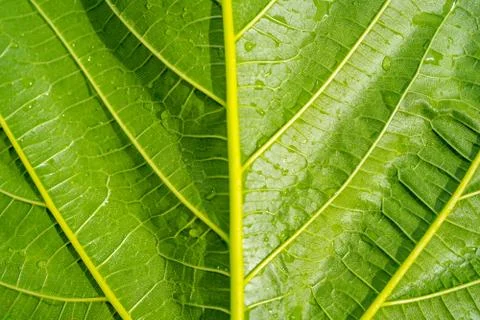 Green colour leaf texture background, detail of foliage from nature, autumn mood Stock-Fotos