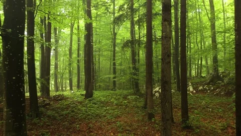 Green coloured morning tree forest landscape Vídeo Stock 341430936
