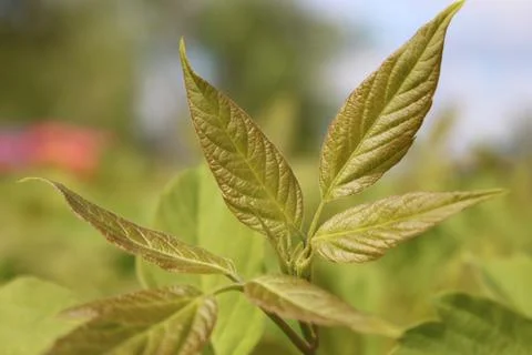 The green colours of spring Fotos de archivo
