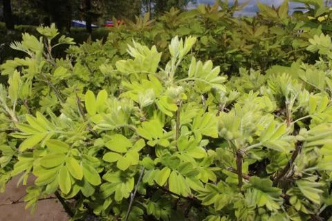 The green colours of spring Foto stock