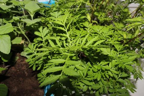 The green colours of spring Foto stock