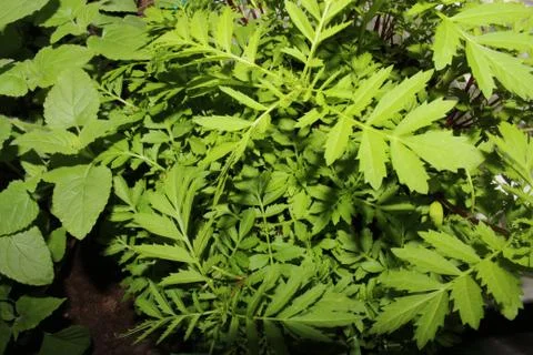 The green colours of spring Foto stock