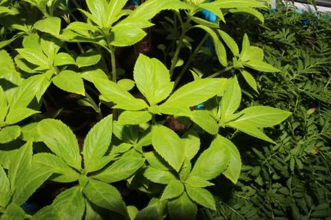 The green colours of spring Stock-Fotos