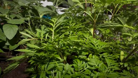 The green colours of spring Foto stock