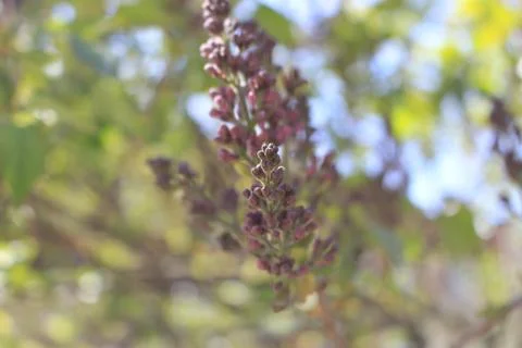 The green colours of spring Foto stock