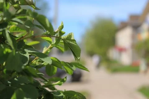 The green colours of spring Foto stock