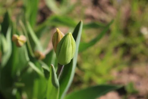 The green colours of spring Stock Photos