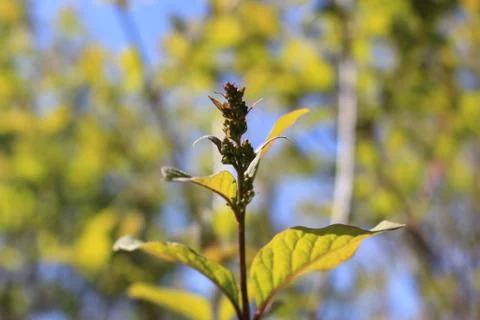 The green colours of spring Foto stock