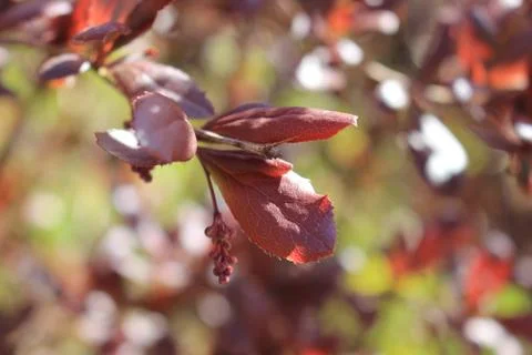 The green colours of spring Stock-Fotos