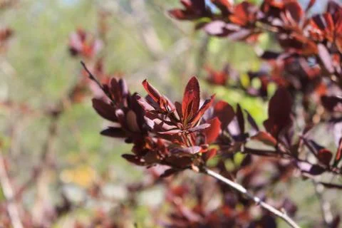 The green colours of spring Foto stock