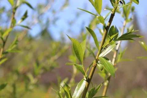 The green colours of spring Stock-Fotos