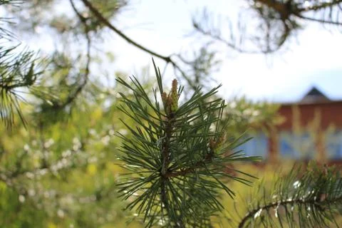 The green colours of spring Foto stock