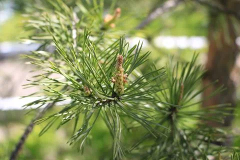The green colours of spring Stock Photos