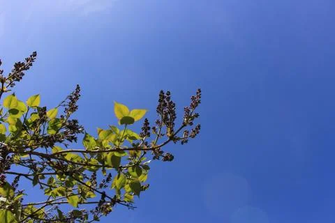 The green colours of spring Foto stock