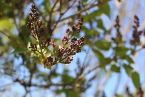 The green colours of spring Foto stock