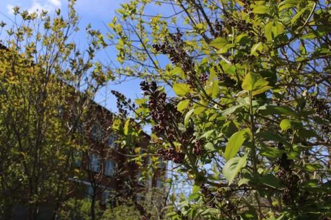 The green colours of spring Foto stock