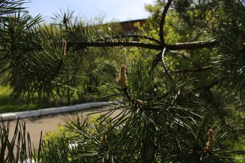 The green colours of spring Foto stock