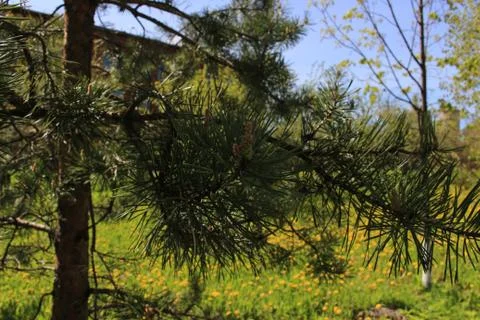 The green colours of spring Stock Photos