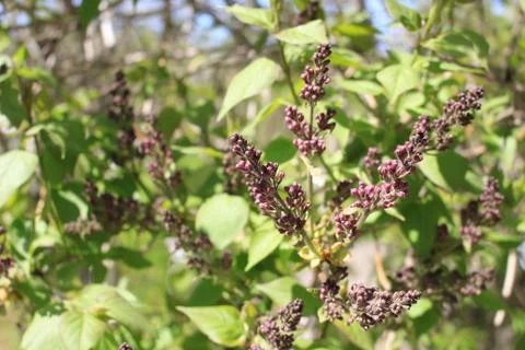 The green colours of spring Foto stock