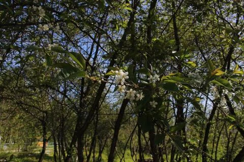 The green colours of spring Foto stock